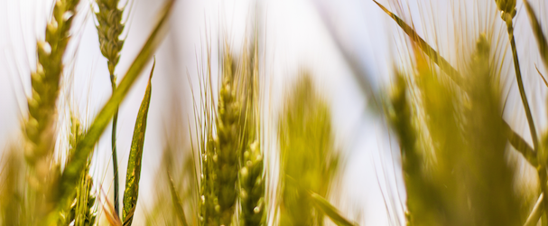 Agri image