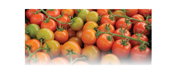 Tomatoes