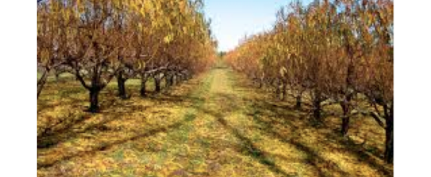 orchard