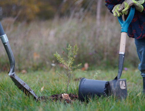 Niagara’s Green Scene: Environmental Organizations Build Connections
